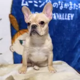 フレンチブルドッグ