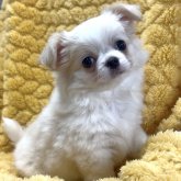 チワワ(ロング)