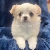 チワワ(ロング)