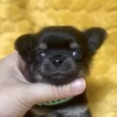 チワワ(ロング)