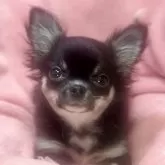 チワワ(ロング)【神奈川県・女の子・2025年7月24日・ブラックタンホワイト】の写真1