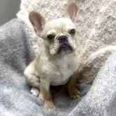 フレンチブルドッグ