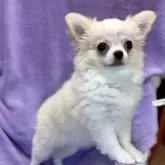 チワワ(ロング)