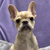 フレンチブルドッグ