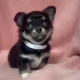 チワワ(ロング)