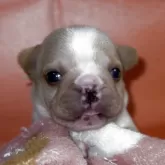 フレンチブルドッグ