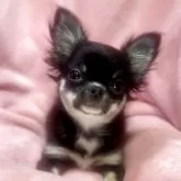 チワワ(ロング)【神奈川県・女の子・2025年7月24日・ブラックタンホワイト】の写真4