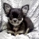 チワワ(ロング)【神奈川県・女の子・2025年7月24日・ブラックタンホワイト】の写真13