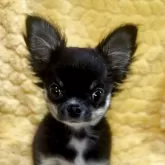 チワワ(ロング)【神奈川県・女の子・2025年7月24日・ブラックタンホワイト】の写真8