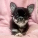 チワワ(ロング)【神奈川県・女の子・2025年7月24日・ブラックタンホワイト】の写真2