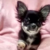 チワワ(ロング)【神奈川県・女の子・2025年7月24日・ブラックタンホワイト】の写真3