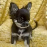 チワワ(ロング)【神奈川県・女の子・2025年7月24日・ブラックタンホワイト】の写真10