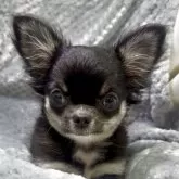 チワワ(ロング)【神奈川県・女の子・2025年7月24日・ブラックタンホワイト】の写真11