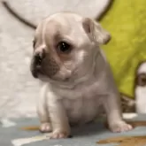 フレンチブルドッグ【神奈川県・女の子・2025年10月12日・クリーム】の写真3