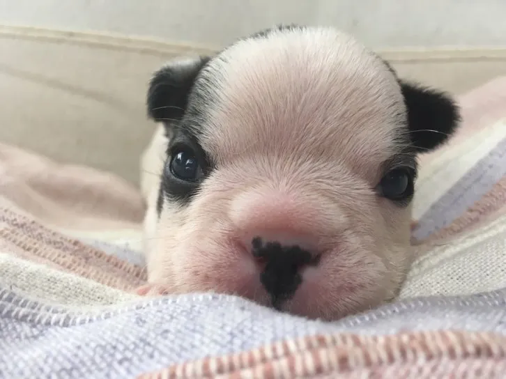 minmama 様のお迎えした子犬