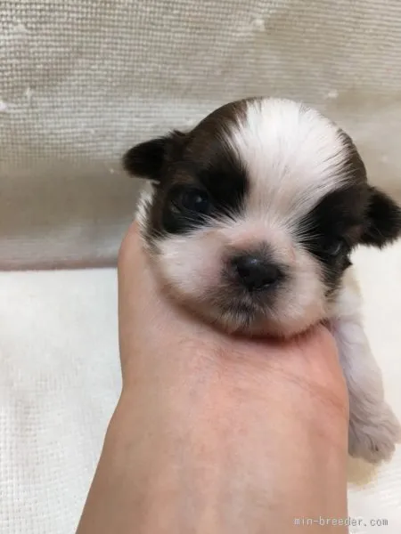 ヨーカン 様のお迎えした子犬