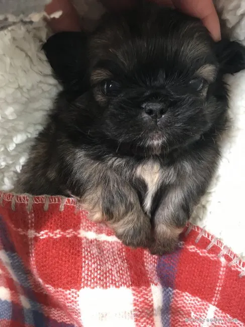 みかりん 様のお迎えした子犬