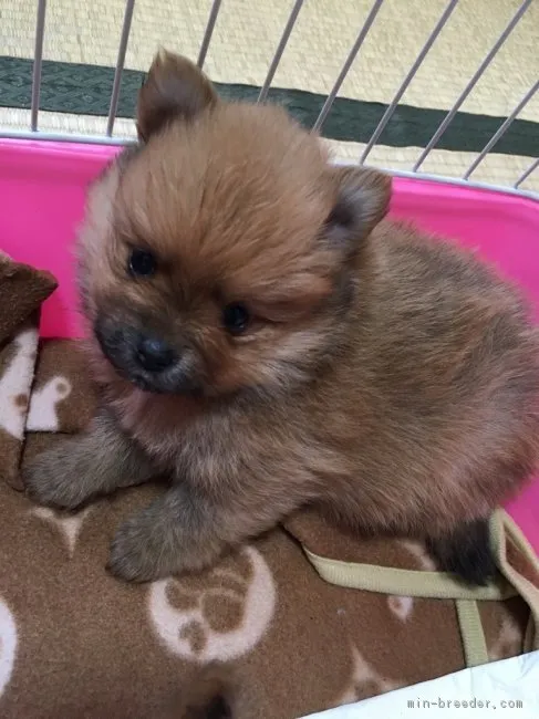ID:1603-00640の子犬