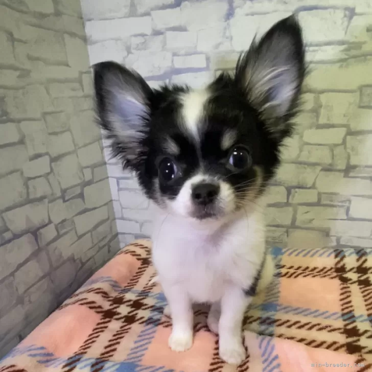ID:2403-04404の子犬