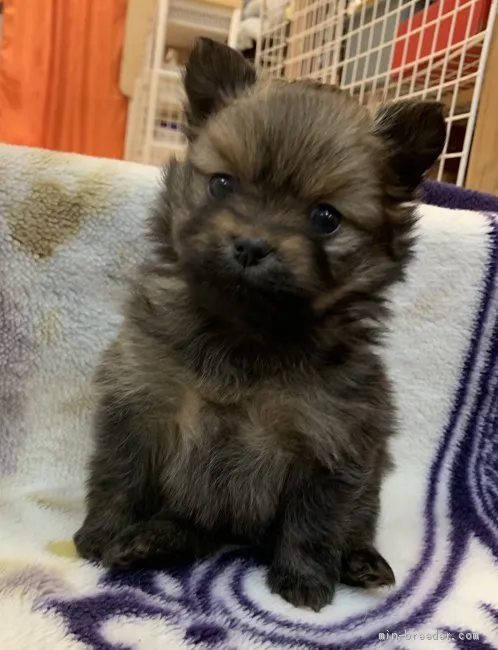 ID：2012-02909の子犬