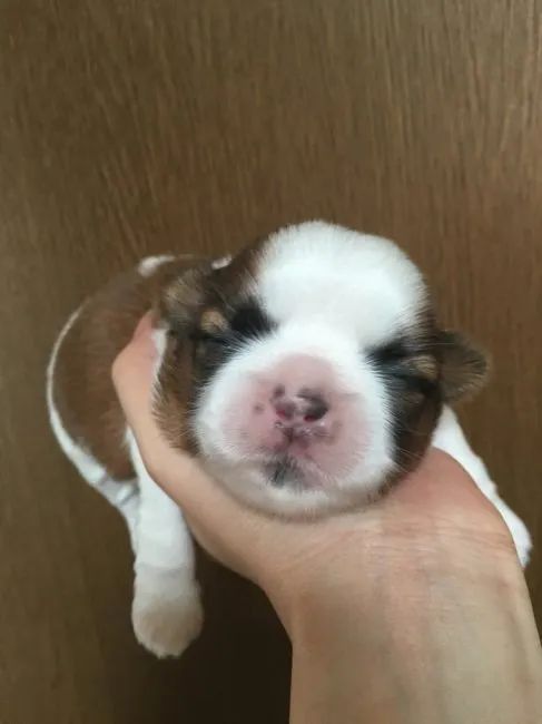 ID:1605-01516の子犬