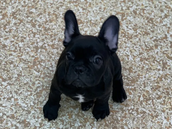 モトちゃん 様のお迎えした子犬