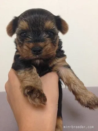 ID：1507-00738の子犬