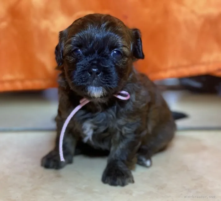 ID：2107-03967の子犬