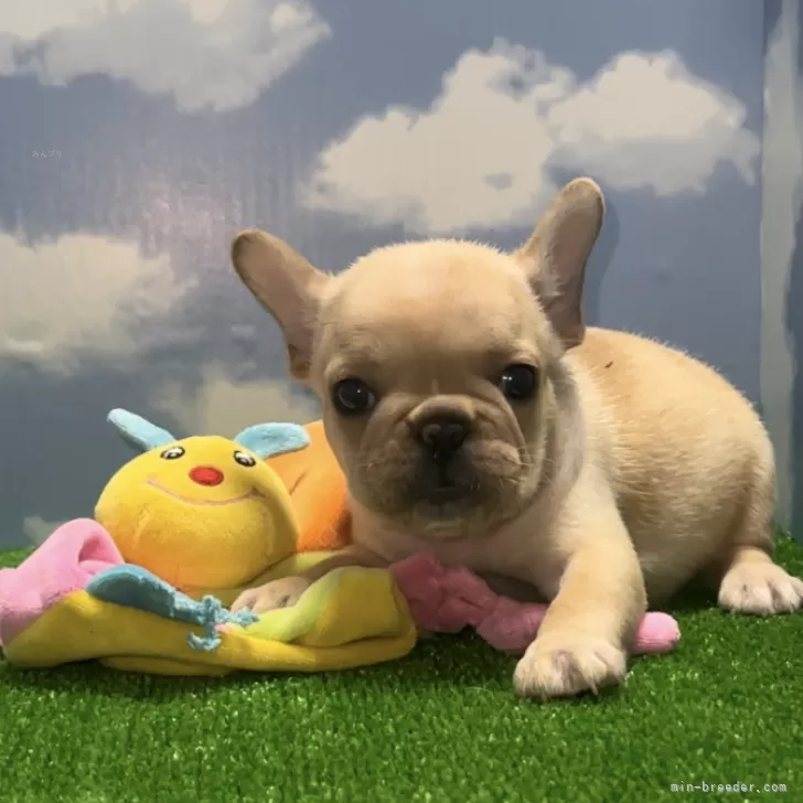 ID：2408-05041の子犬