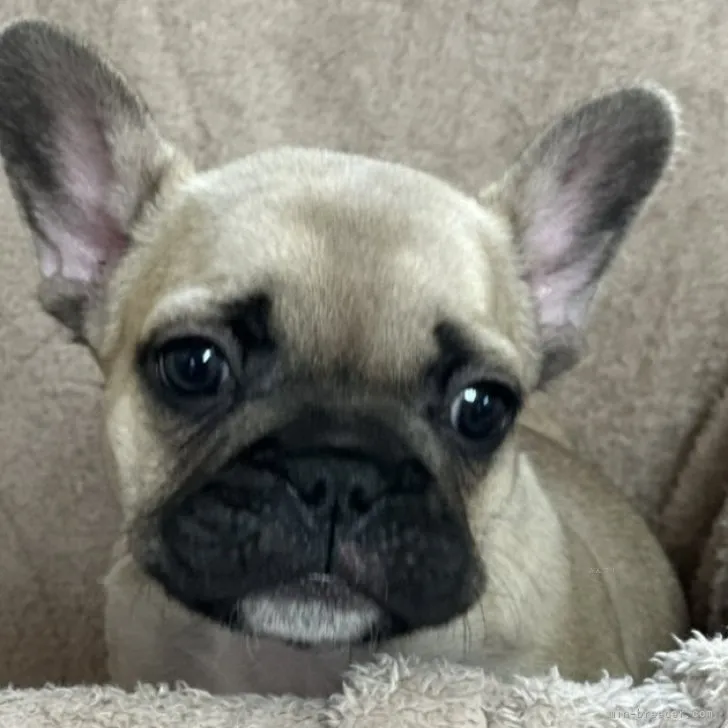 ID:2310-05164の子犬
