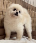 ポメラニアン【・男の子・2016年7月27日・ホワイト】