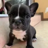 フレンチブルドッグ【神奈川県・男の子・2022年4月18日・ブリンドルホワイト】の写真1「撮影日:2022.05.30」