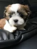シーズー【神奈川県・女の子・2017年3月10日・ゴールド&ホワイト】の写真1