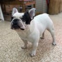 フレンチブルドッグ【・男の子・2020年6月4日・パイド】