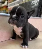 フレンチブルドッグ【神奈川県・男の子・2022年4月18日・ブリンドルホワイト】の写真3「撮影日:2022.05.30」