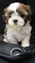 シーズー【神奈川県・女の子・2017年3月10日・ゴールド&ホワイト】の写真4