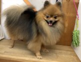 ポメラニアン【・男の子・2018年9月16日・オレンジセーブル】