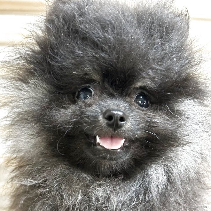 ブリーダー画像