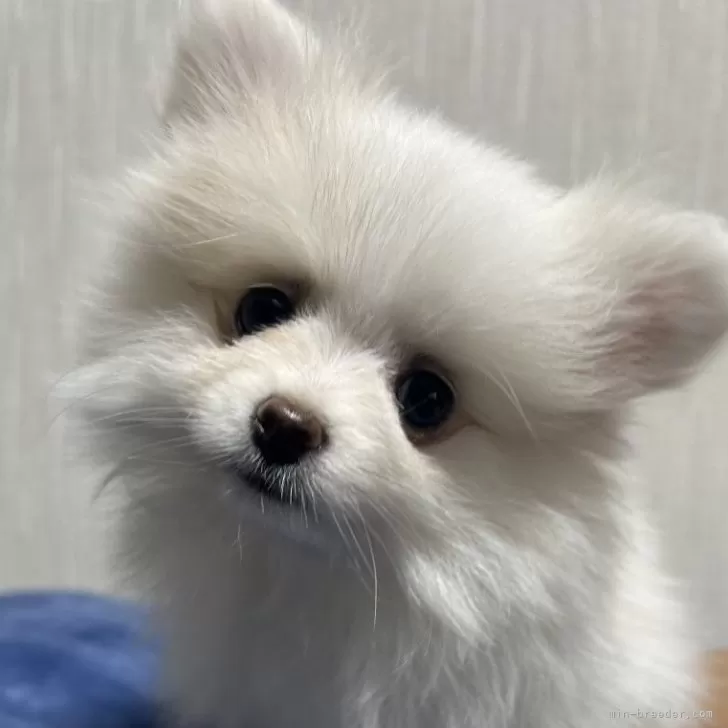 じゅんたん 様のお迎えした子犬