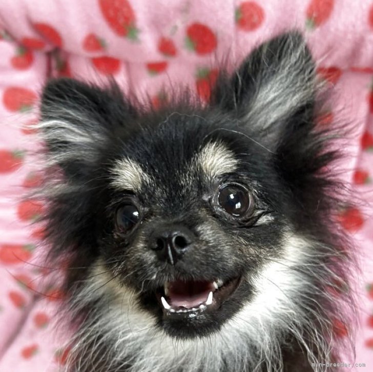 □てこさま専用3.5cmブラックタンポメラニアンちゃんオーダー確認用ページ□ □てこさま専用3.5cmブラックタンポメラニアンちゃんオーダー