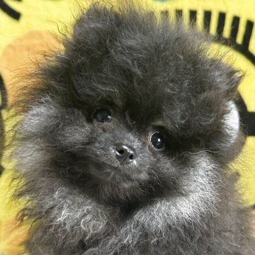 ポメラニアン【大阪府・女の子・2025年6月10日・ブラックタン】の写真「可愛いお顔のブラタンちゃん♡」