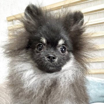 ポメラニアン【大阪府・女の子・2025年6月10日・ブラックタン】の写真「可愛いお顔のブラタンちゃん♡」