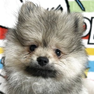 ポメラニアン【大阪府・男の子・2025年6月30日・ウルフセーブル】の写真「珍しいウルフセーブル君です♡」