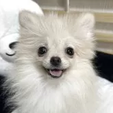 ポメラニアン
