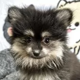 ポメラニアン
