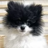 ポメラニアン