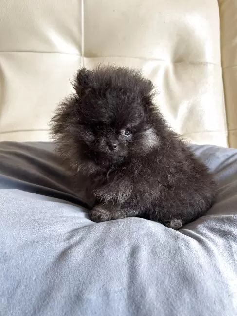 □てこさま専用3.5cmブラックタンポメラニアンちゃんオーダー確認用ページ□ □てこさま専用3.5cmブラックタンポメラニアンちゃんオーダー