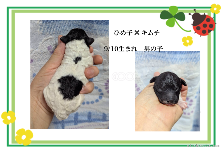 佐々木美智子ブリーダーのブログ：かわいい🐩ベビー生まれました🎉