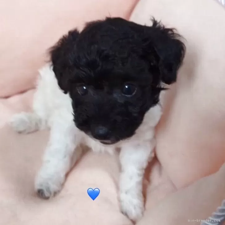 ID:2507-00237の子犬