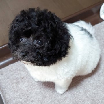 トイプードル(ティーカップ)【北海道・男の子・2025年9月10日・ホワイト&ブラックパーティー】の写真「パーティー🐩お鼻もあんよも短い可愛いドアーフ💘」
